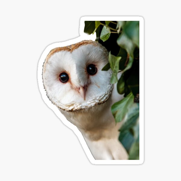 Whoos this Owl Sticker