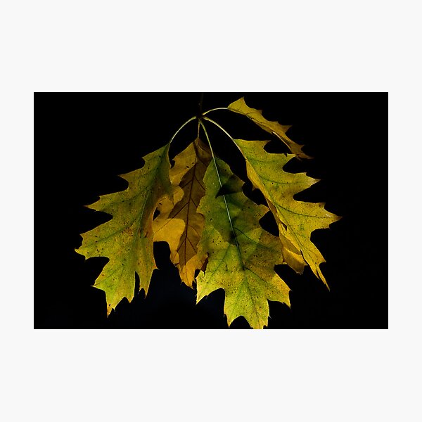 Item preview, Oak Leaves, 1 designed and sold by Lee LaFontaine.