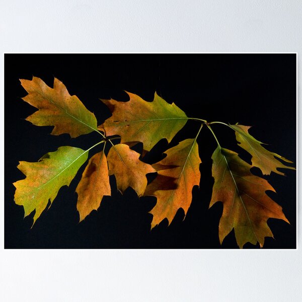 Item preview, Oak Leave, 2 designed and sold by Lee LaFontaine.