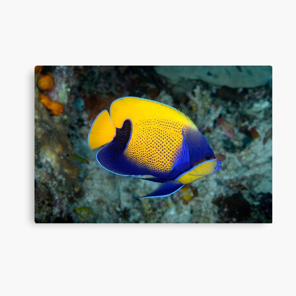 Majestic angelfish - Pomacanthus navarcus Canvas Print