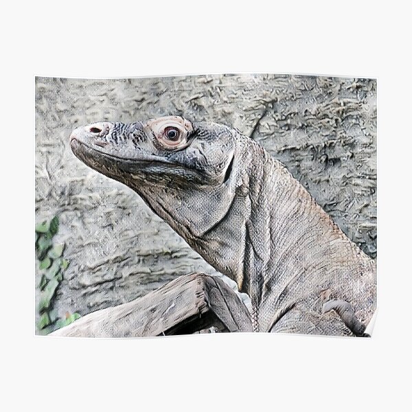 Komodo Dragon Posters Redbubble