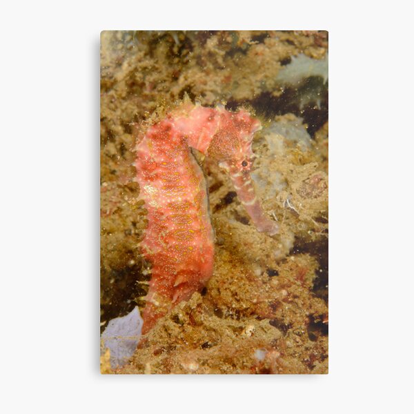 Thorny Seahorse - Hippocampus histrix Metal Print