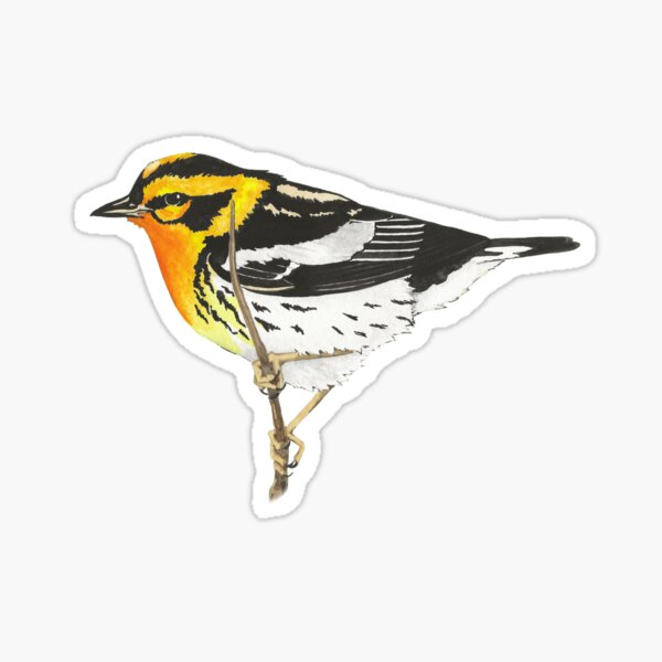 Item preview, Blackburnian Warbler designed and sold by icteridae.