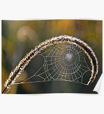 Fibonacci Spider. Poster
