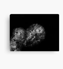 Black and White Milk Weed Canvas Print