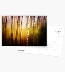 Magic Birch Postcards