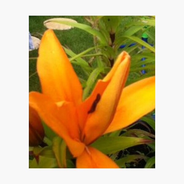 Item preview, Flowers designed and sold by Mick Bull.