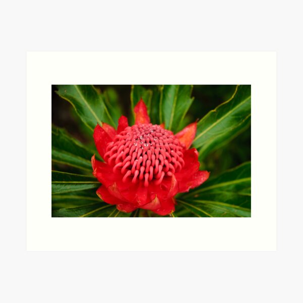 Droplets on the Waratah Art Print