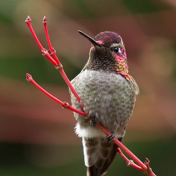 Artwork thumbnail, Hummingbird by Bill Rockenbeck