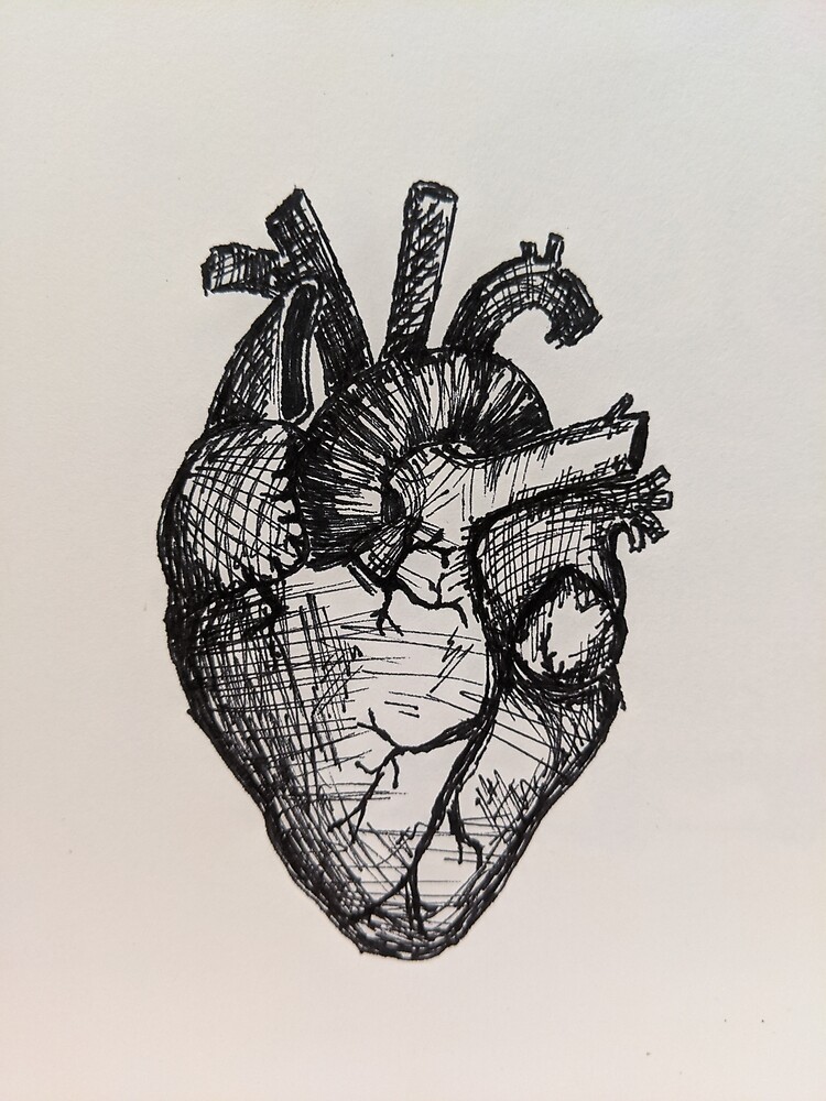 anatomical sketch of heart