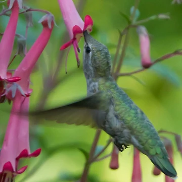 Artwork thumbnail, Hummingbird Feeding by Bill Rockenbeck