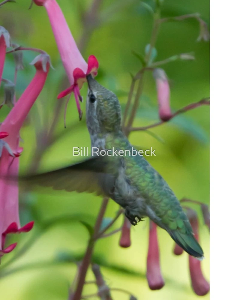 Thumbnail 4 of 4, iPhone Case, Hummingbird Feeding designed and sold by Bill Rockenbeck.