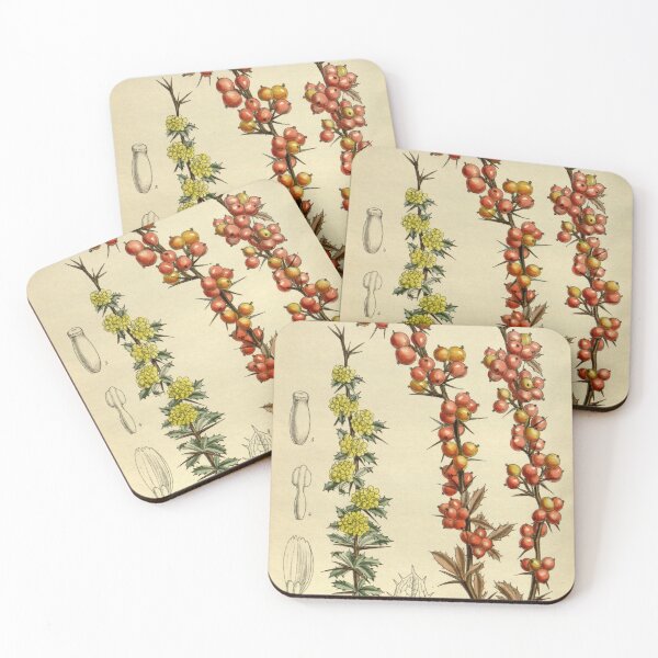 Item preview, Berberis aggregata 143 8722 designed and sold by EsotericBotanic.