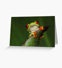 Red-eyed Treefrog Greeting Card