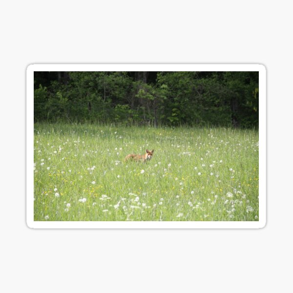 Item preview, Female cautious fox in the meadow	 designed and sold by EstelleRossetti.