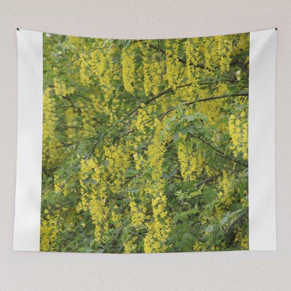 Item preview, Yellow golden inflorescence spring time common laburnum golden chain	 designed and sold by EstelleRossetti.