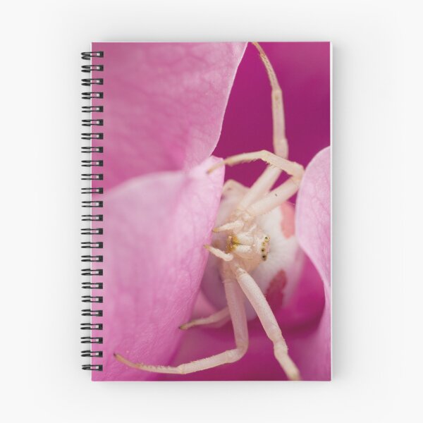 Aperçu de l'œuvre White Spider in Pink Flower créée et vendue par Bill Rockenbeck.