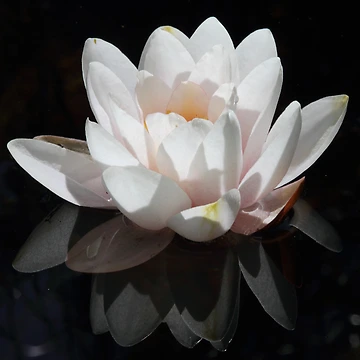 Artwork thumbnail, Water Lilly by Bill Rockenbeck