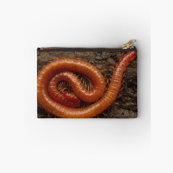 Item preview, Dewy Centipede designed and sold by Bill Rockenbeck.