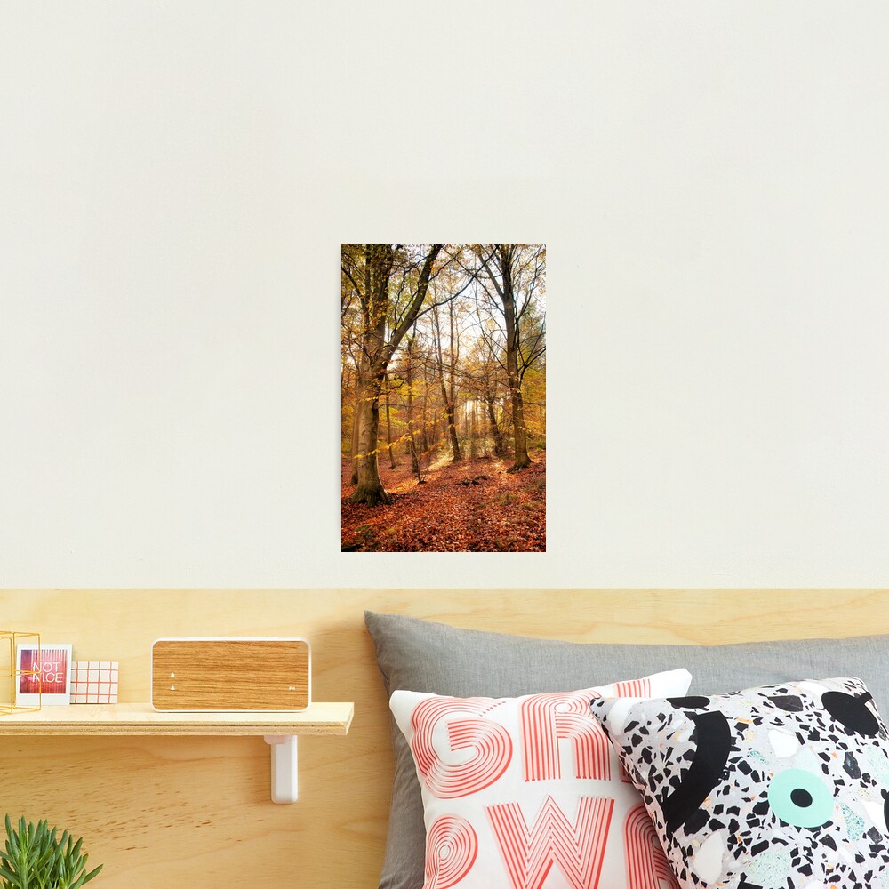 Trees Photographic Print