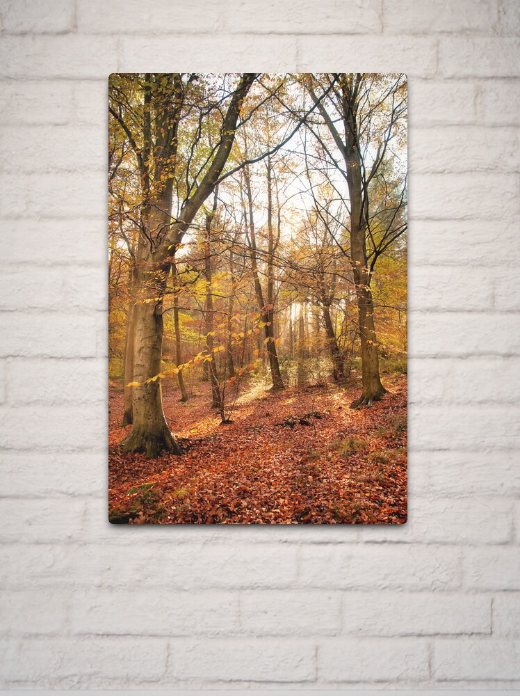 Thumbnail 2 of 4, Metal Print, Trees designed and sold by james thow.