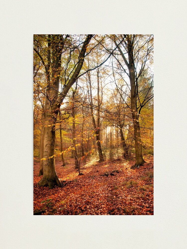 Alternate view of Trees Photographic Print