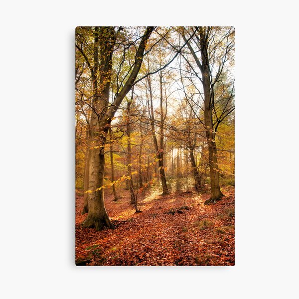Trees Canvas Print