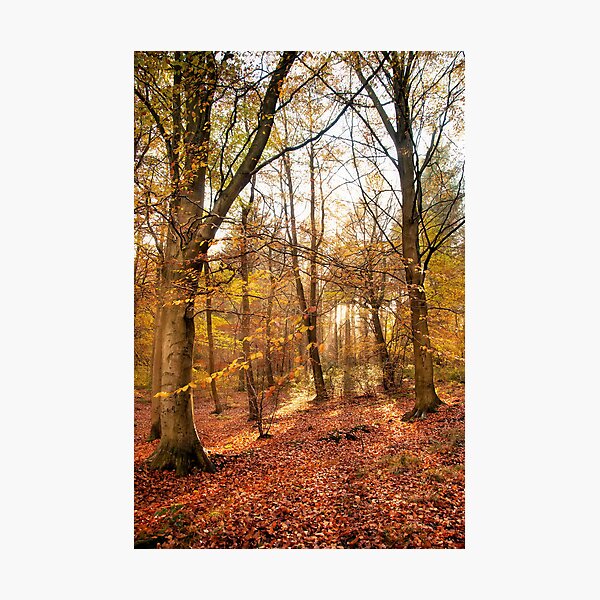 Trees Photographic Print