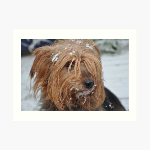 Skitsy in the snow! Art Print