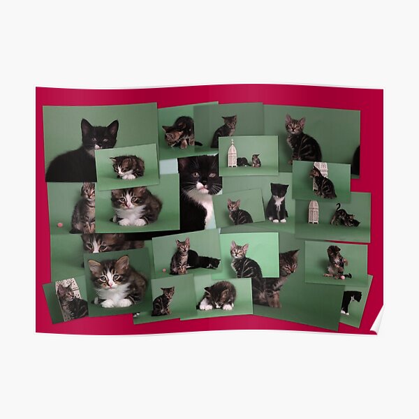 Kitten collage! Poster