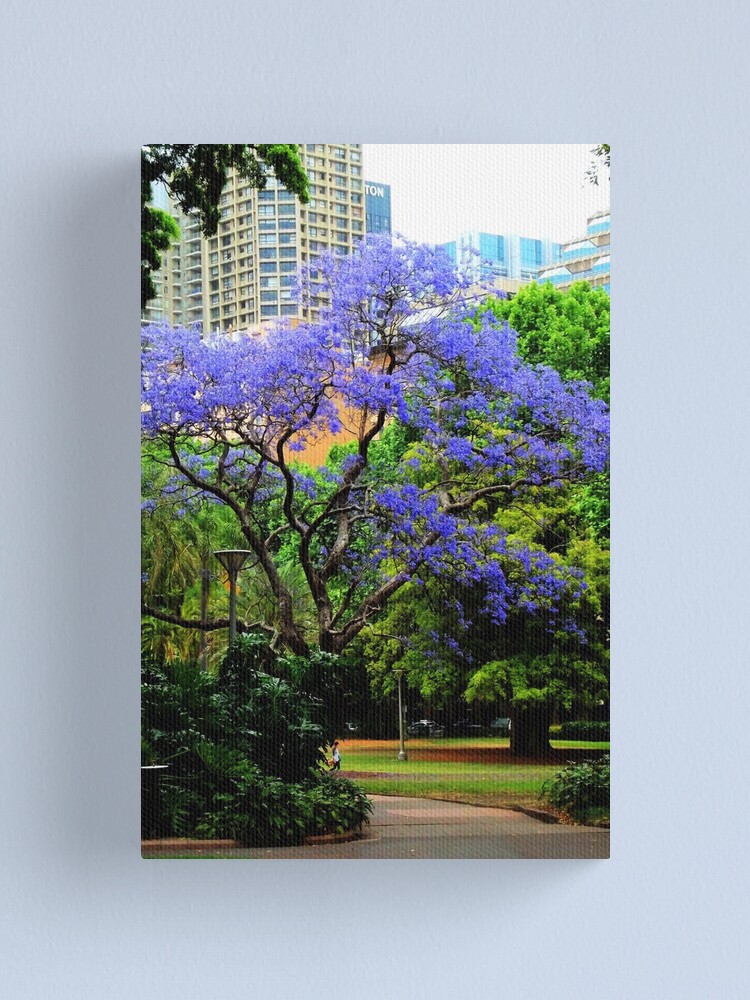 Alternate view of Jacaranda Canvas Print