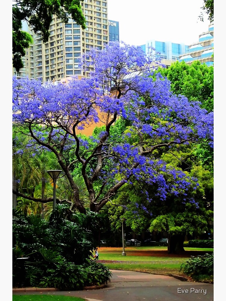 Jacaranda by AdamsWife