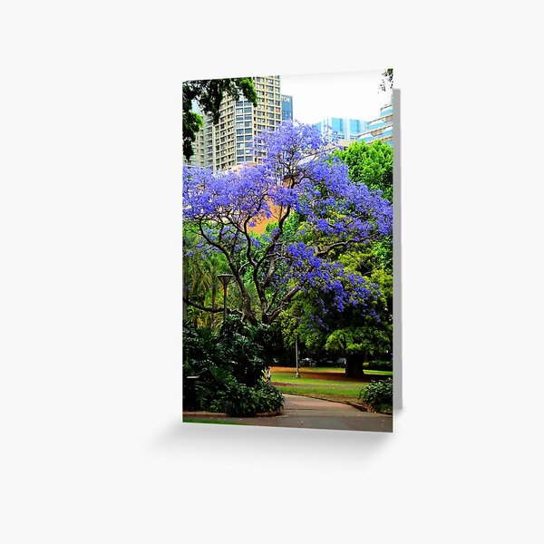 Jacaranda Greeting Card