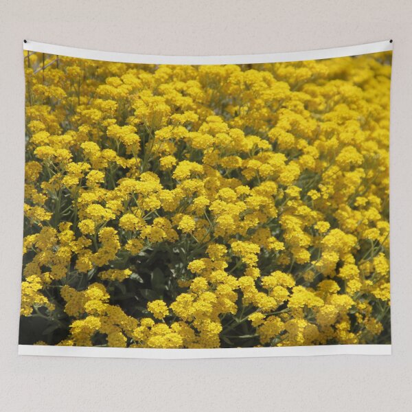 Item preview, Golden tuft alyssum dust yellow spring flowers	 designed and sold by EstelleRossetti.