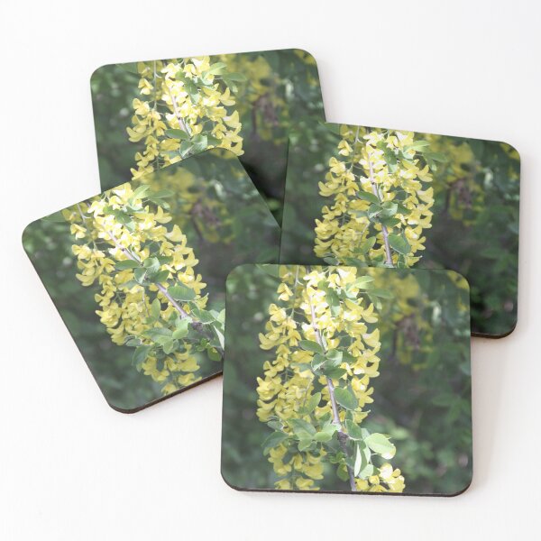 Item preview, Yellow golden inflorescence spring time common laburnum golden chain	 designed and sold by EstelleRossetti.