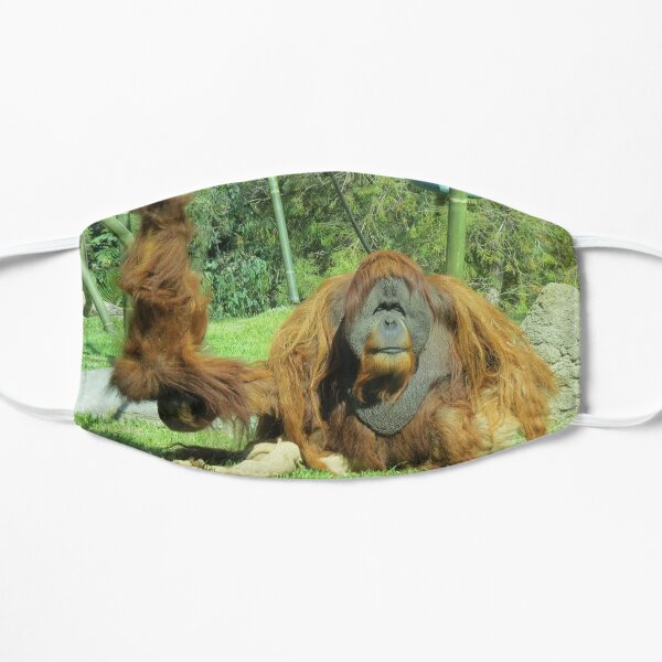 Sumatran Orangutans Satu and Aisha at the San Diego Zoo Mask