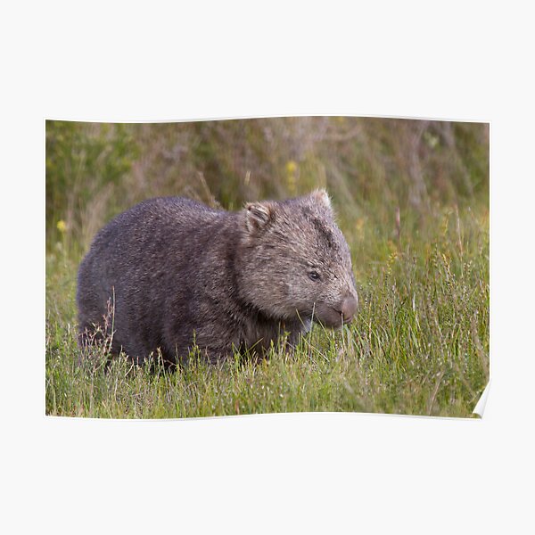 Common Wombat Poster