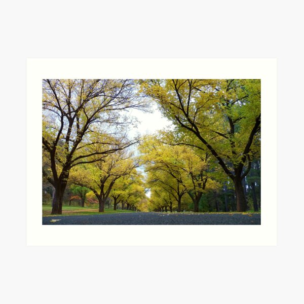 Worms' Eye View of Autumn Art Print
