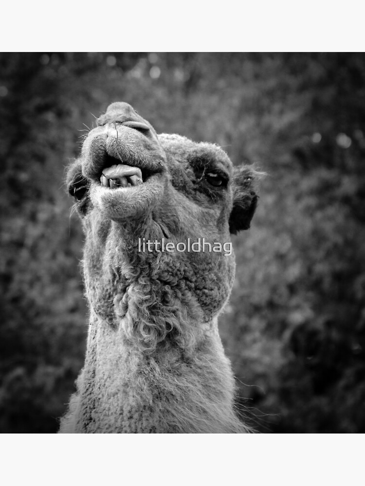 Thumbnail 4 of 4, Metal Print, Camel :P designed and sold by littleoldhag.