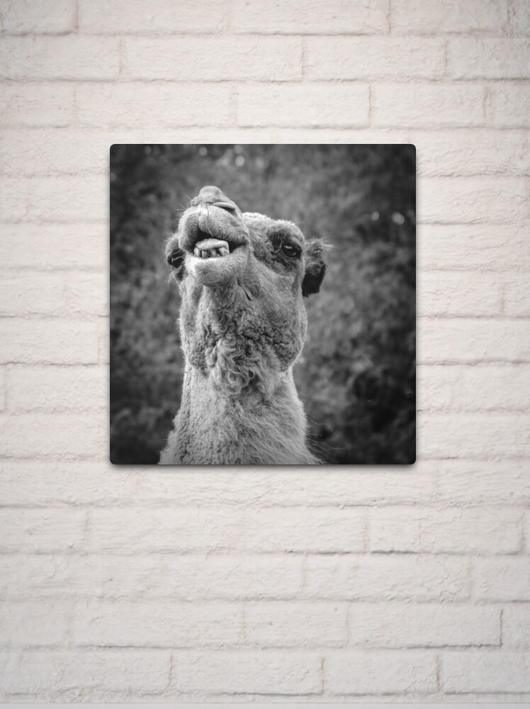 Thumbnail 2 of 4, Metal Print, Camel :P designed and sold by littleoldhag.