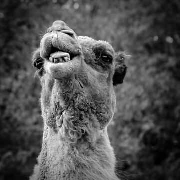 Artwork thumbnail, Camel :P by littleoldhag