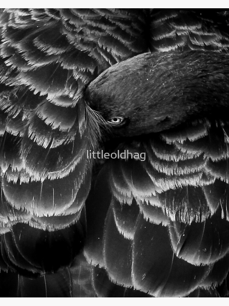 Thumbnail 2 of 2, Postcard, Black Swan designed and sold by littleoldhag.
