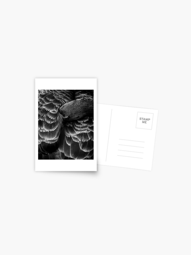 Thumbnail 1 of 2, Postcard, Black Swan designed and sold by littleoldhag.