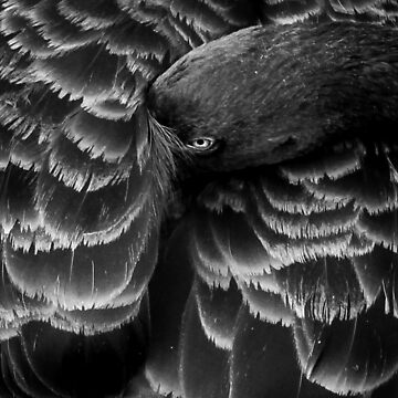 Artwork thumbnail, Black Swan by littleoldhag