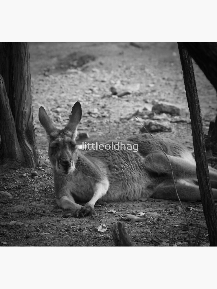 Thumbnail 2 of 2, Postcard, Roo in the shade 2 designed and sold by littleoldhag.