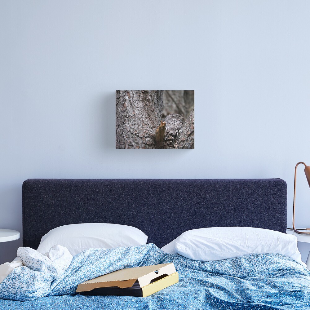 Tawny Frogmouth Nesting Canvas Print