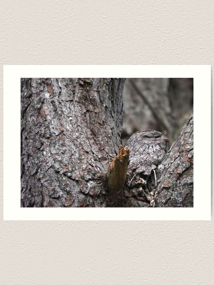 Alternate view of Tawny Frogmouth Nesting Art Print