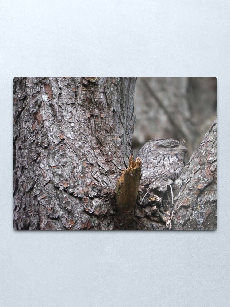 Alternate view of Tawny Frogmouth Nesting Metal Print
