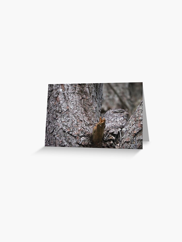 Thumbnail 1 of 2, Greeting Card, Tawny Frogmouth Nesting designed and sold by theoddshot.