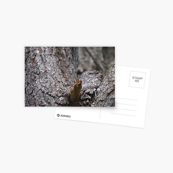 Tawny Frogmouth Nesting Postcard
